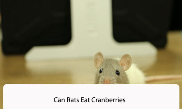 Can Rats Eat Cranberries