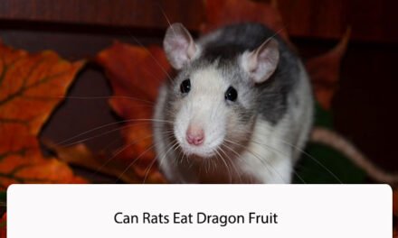 Can Rats Eat Dragon Fruit