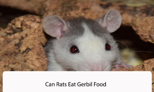 Can Rats Eat Gerbil Food