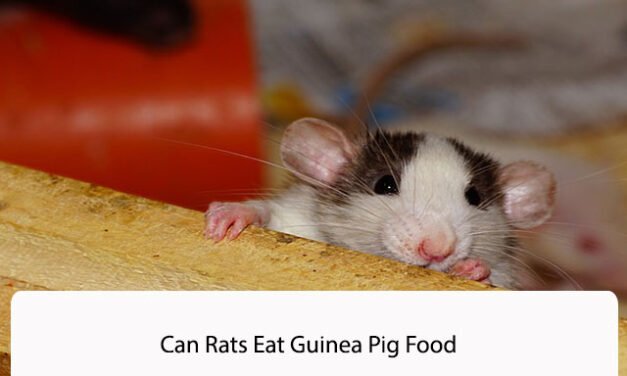 Can Rats Eat Guinea Pig Food