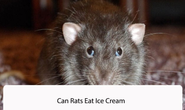 Can Rats Eat Ice Cream