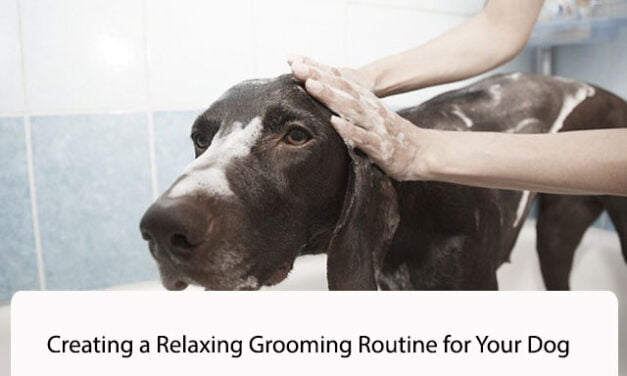 A Spa Day at Home: Creating a Relaxing Grooming Routine for Your Dog