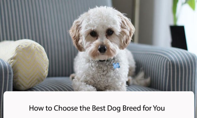 How to Choose the Best Dog Breed for You