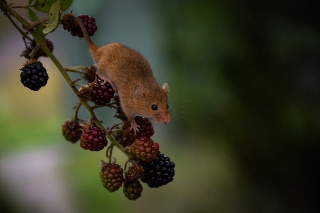 Can Rats Eat Mealworms