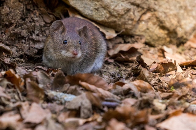 Can Rats Eat Mealworms