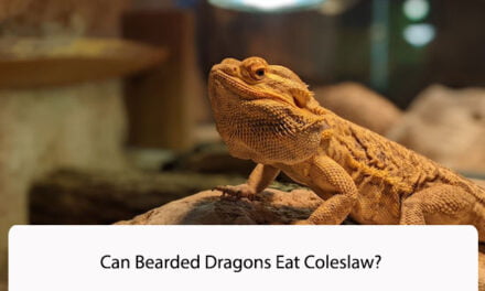 Can Bearded Dragons Eat Coleslaw