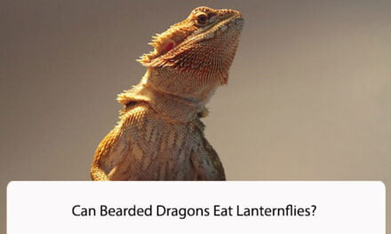 Can Bearded Dragons Eat Lanternflies?