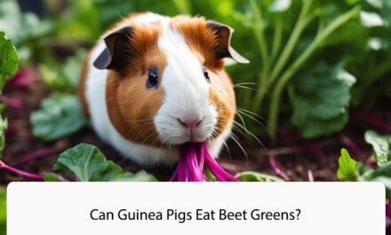 Can Guinea Pigs Eat Beet Greens?