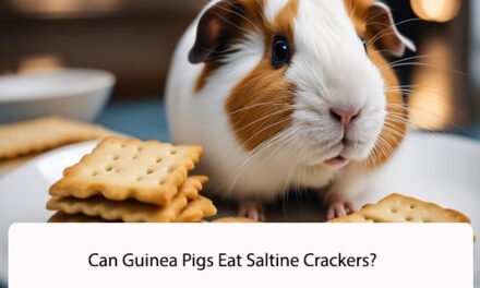 Can Guinea Pigs Eat Saltine Crackers?