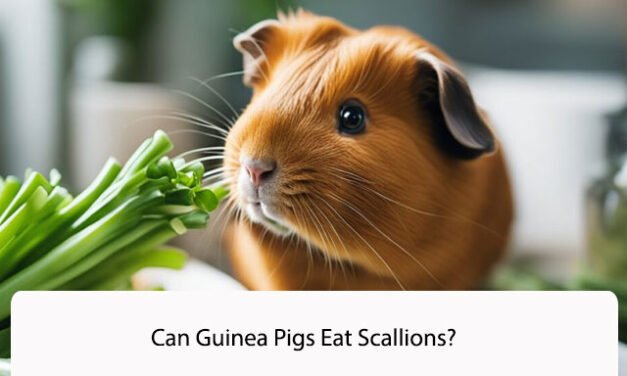 Can Guinea Pigs Eat Scallions?