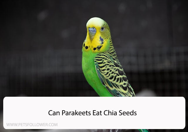 Can Parakeets Eat Chia Seeds