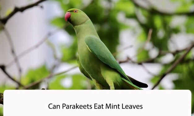 Can Parakeets Eat Mint Leaves