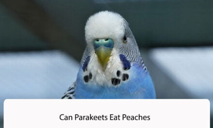 Can Parakeets Eat Peaches