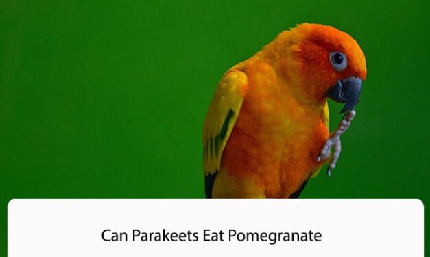 Can Parakeets Eat Pomegranate