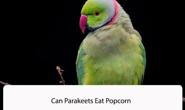 Can Parakeets Eat Popcorn