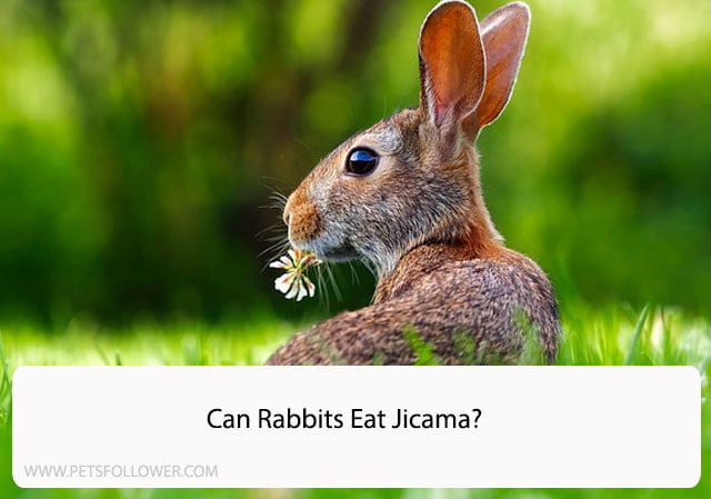 Can Rabbits Eat Jicama