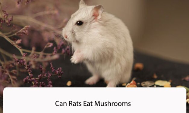 Can Rats Eat Mushrooms