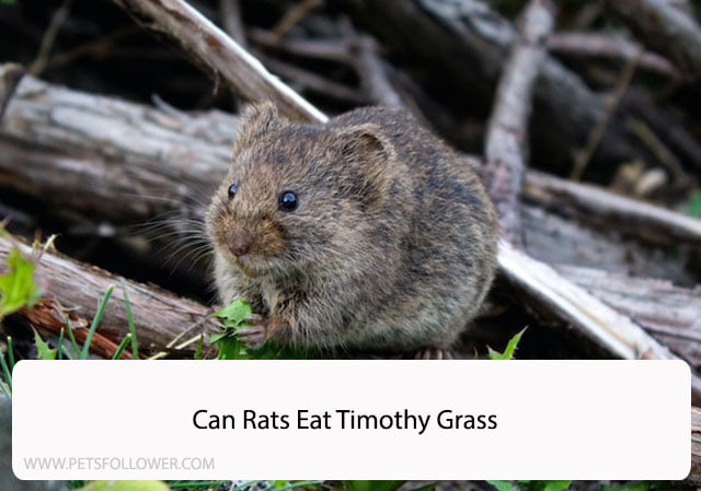 Can Rats Eat Timothy Grass