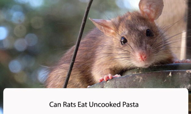 Can Rats Eat Uncooked Pasta