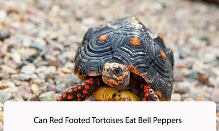 Can Red Footed Tortoises Eat Bell Peppers