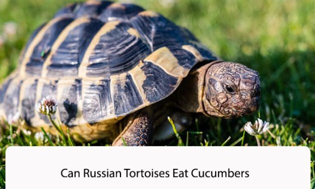 Can Russian Tortoises Eat Cucumbers