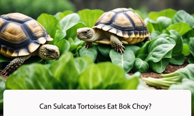 Can Sulcata Tortoises Eat Bok Choy?