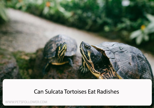 Can Sulcata Tortoises Eat Radishes