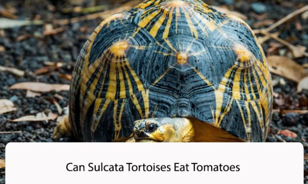 Can Sulcata Tortoises Eat Tomatoes