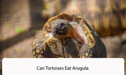 Can Tortoises Eat Arugula