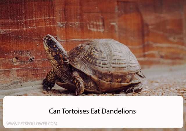 Can Tortoises Eat Dandelions