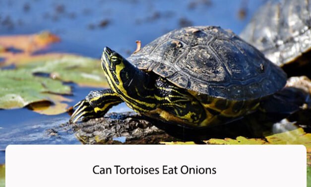 Can Tortoises Eat Onions