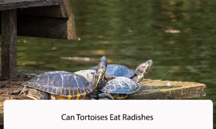 Can Tortoises Eat Radishes