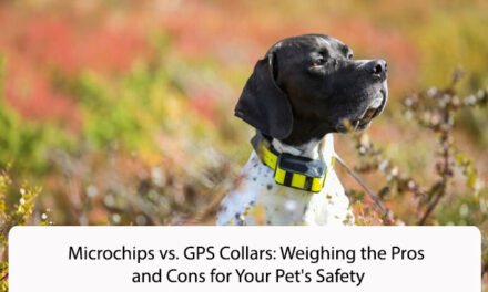 Microchips vs. GPS Collars: Weighing the Pros and Cons for Your Pet’s Safety