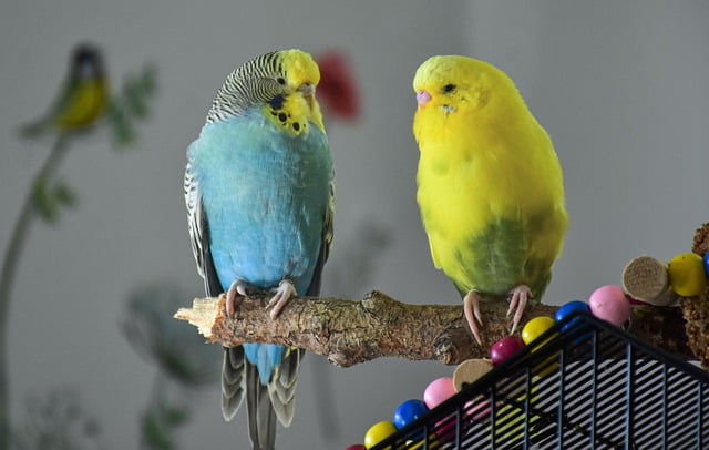 Can Parakeets Eat Watermelon