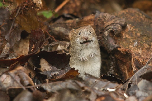 Can Rats Eat Timothy Grass