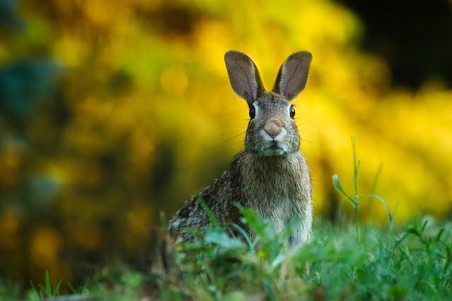 Can Rabbits Eat Jicama