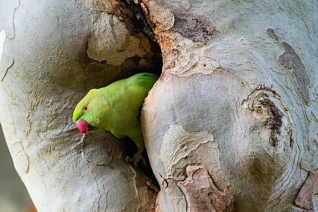 Can Parakeets Eat Popcorn