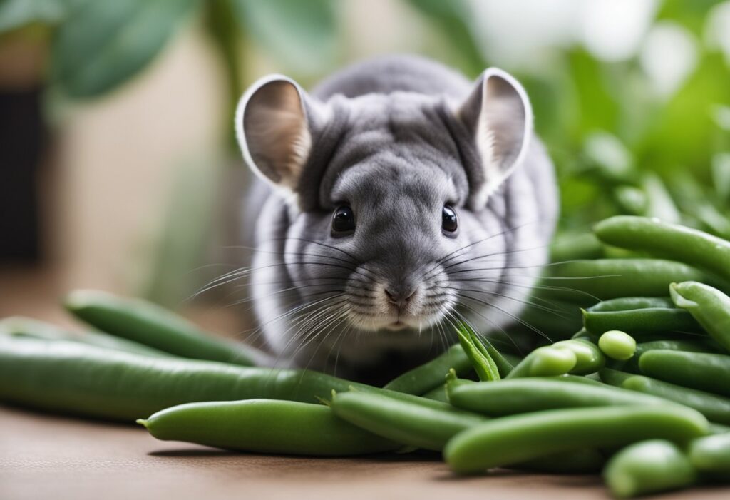 Can Chinchillas Eat Green Beans