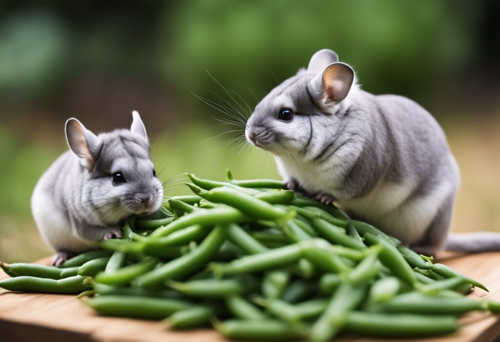 Can Chinchillas Eat Green Beans