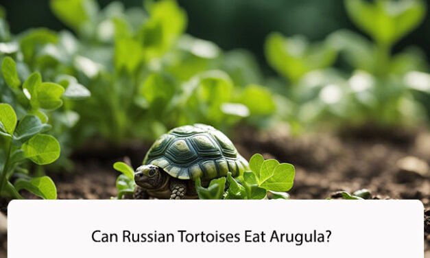 Can Russian Tortoises Eat Arugula?