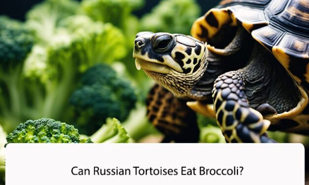 Can Russian Tortoises Eat Broccoli?