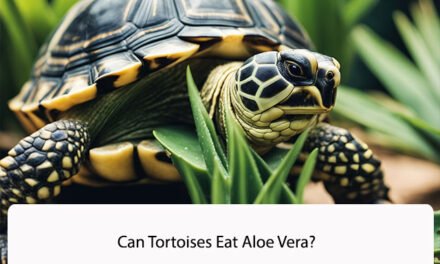 Can Tortoises Eat Aloe Vera?