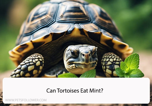 Can Tortoises Eat Mint?