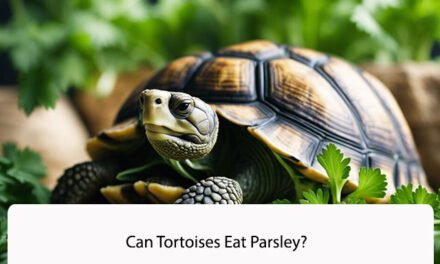 Can Tortoises Eat Parsley?