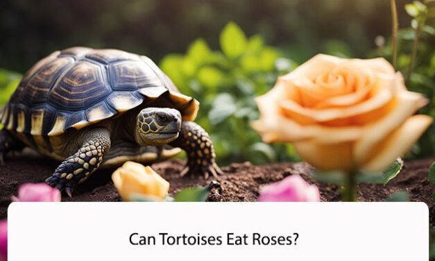 Can Tortoises Eat Roses?