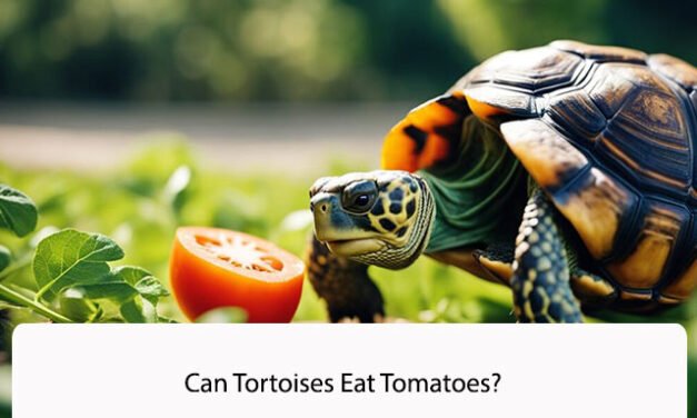 Can Tortoises Eat Tomatoes?