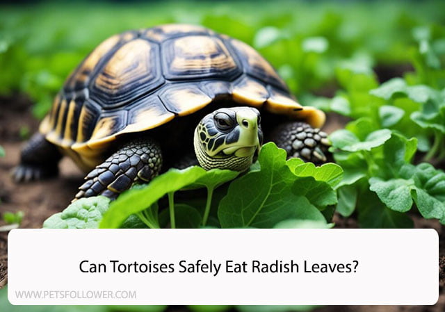 Can Tortoises Eat Radish Leaves?