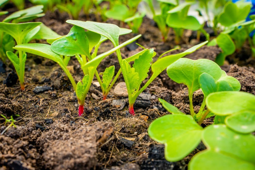 Can Tortoises Eat Radish Leaves