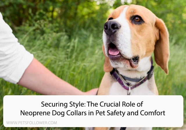 Securing Style: The Crucial Role of Neoprene Dog Collars in Pet Safety and Comfort