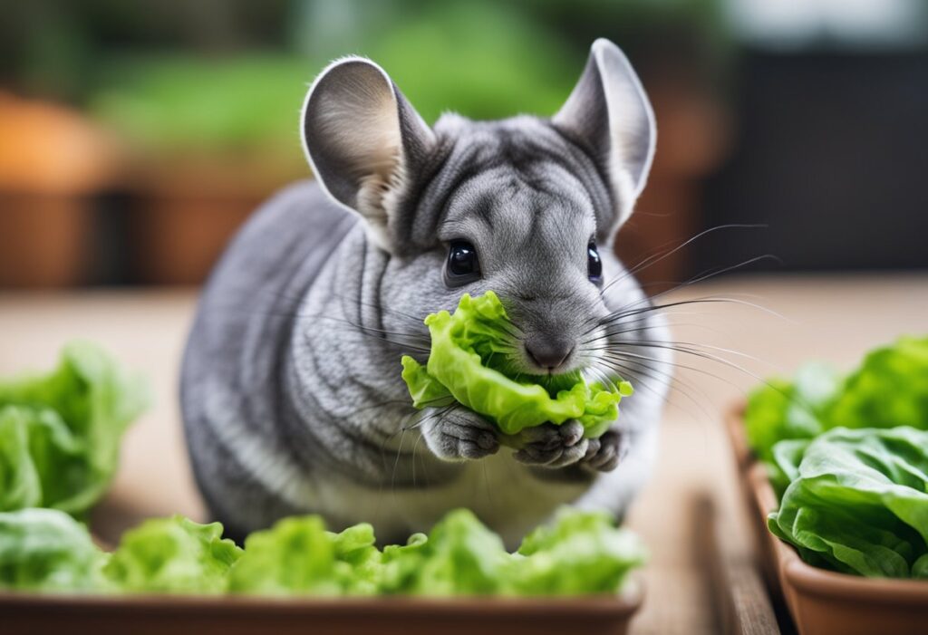 Can Chinchillas Eat Romaine Lettuce